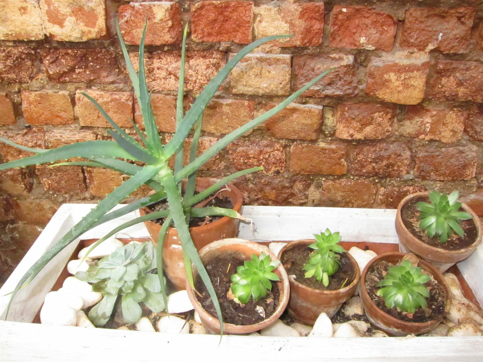 Avatara Bed & Breakfast Cape Town Exterior photo